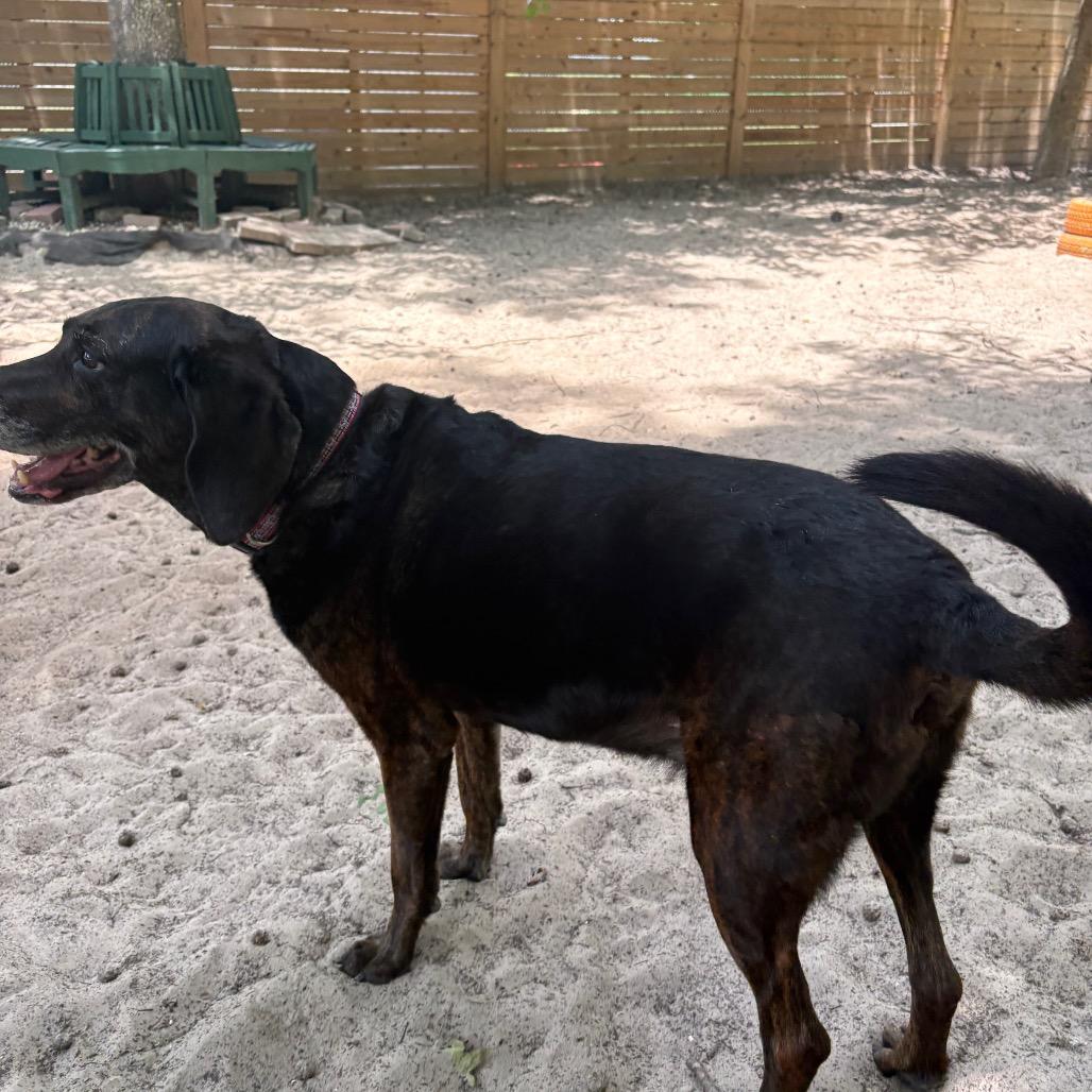 Enlarge Rufus 15976, a Adoptable mixed breed in Middleburg, FL image 2/4