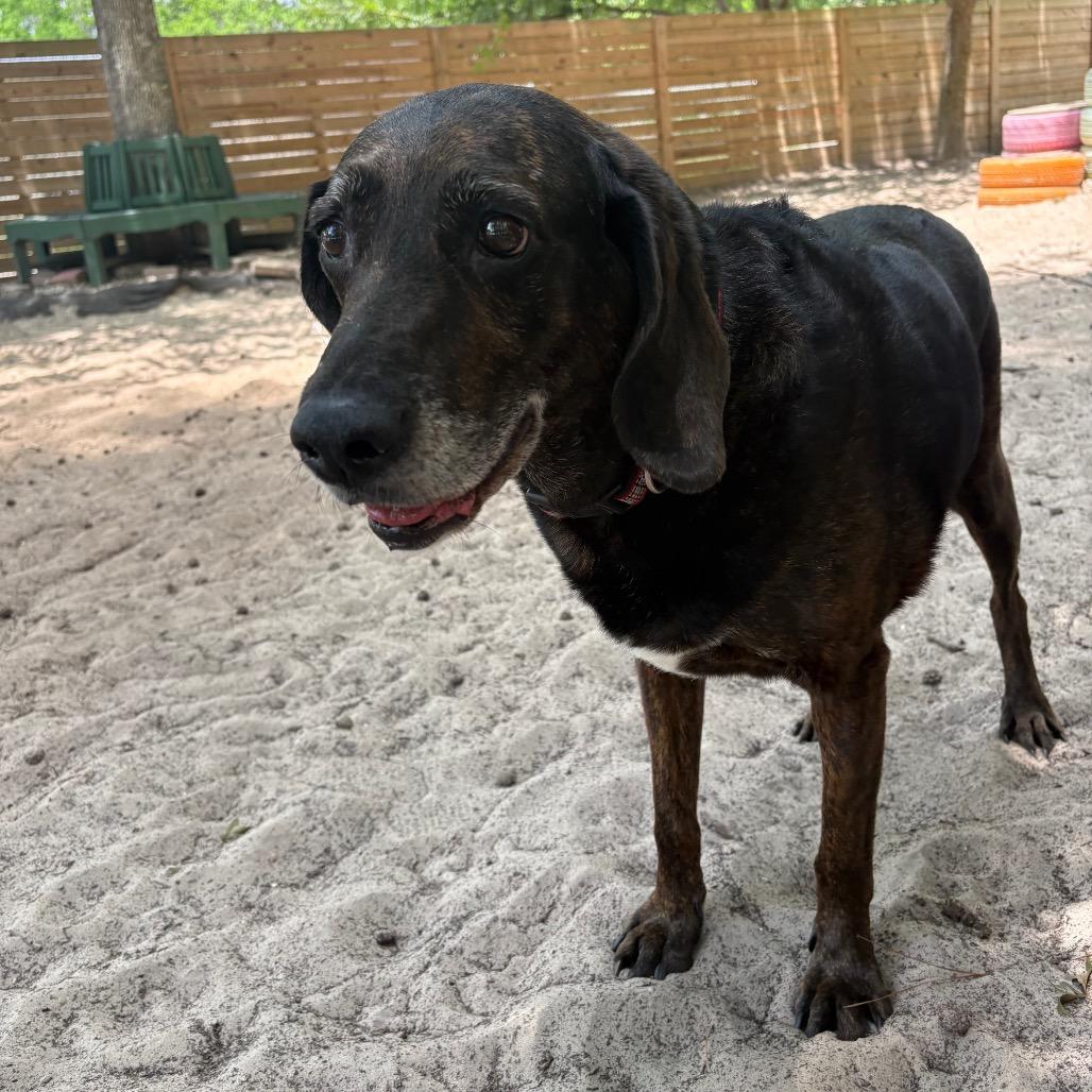 Enlarge Rufus 15976, a Adoptable mixed breed in Middleburg, FL image 3/4