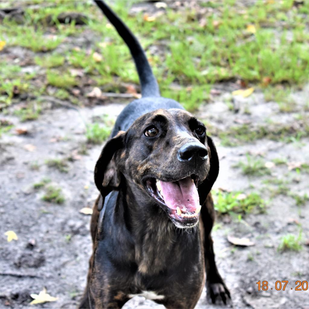 Enlarge Rufus 15976, a Adoptable mixed breed in Middleburg, FL image 4/4