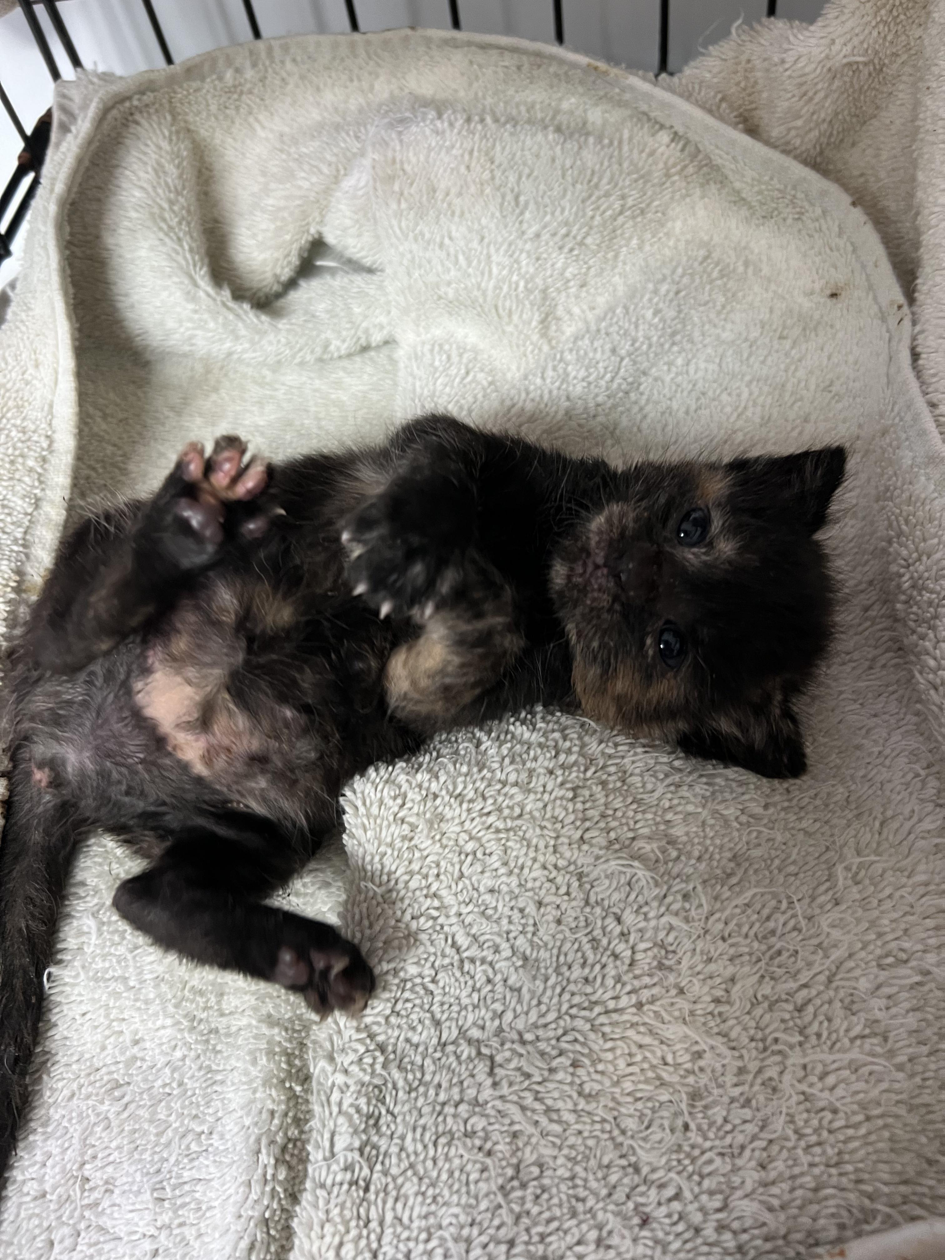 Marble, Baby Female unknown