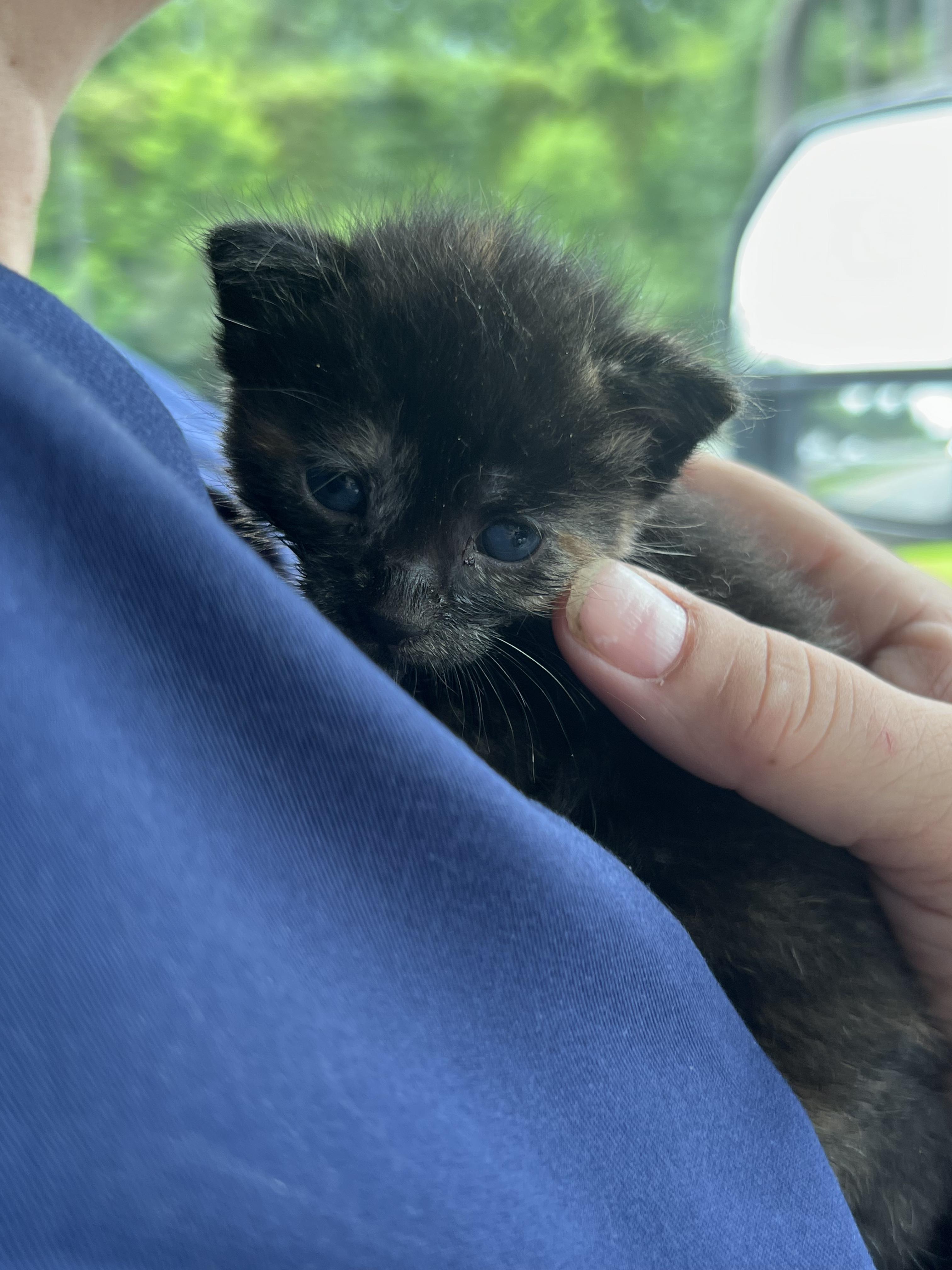 Rue, Baby Female unknown