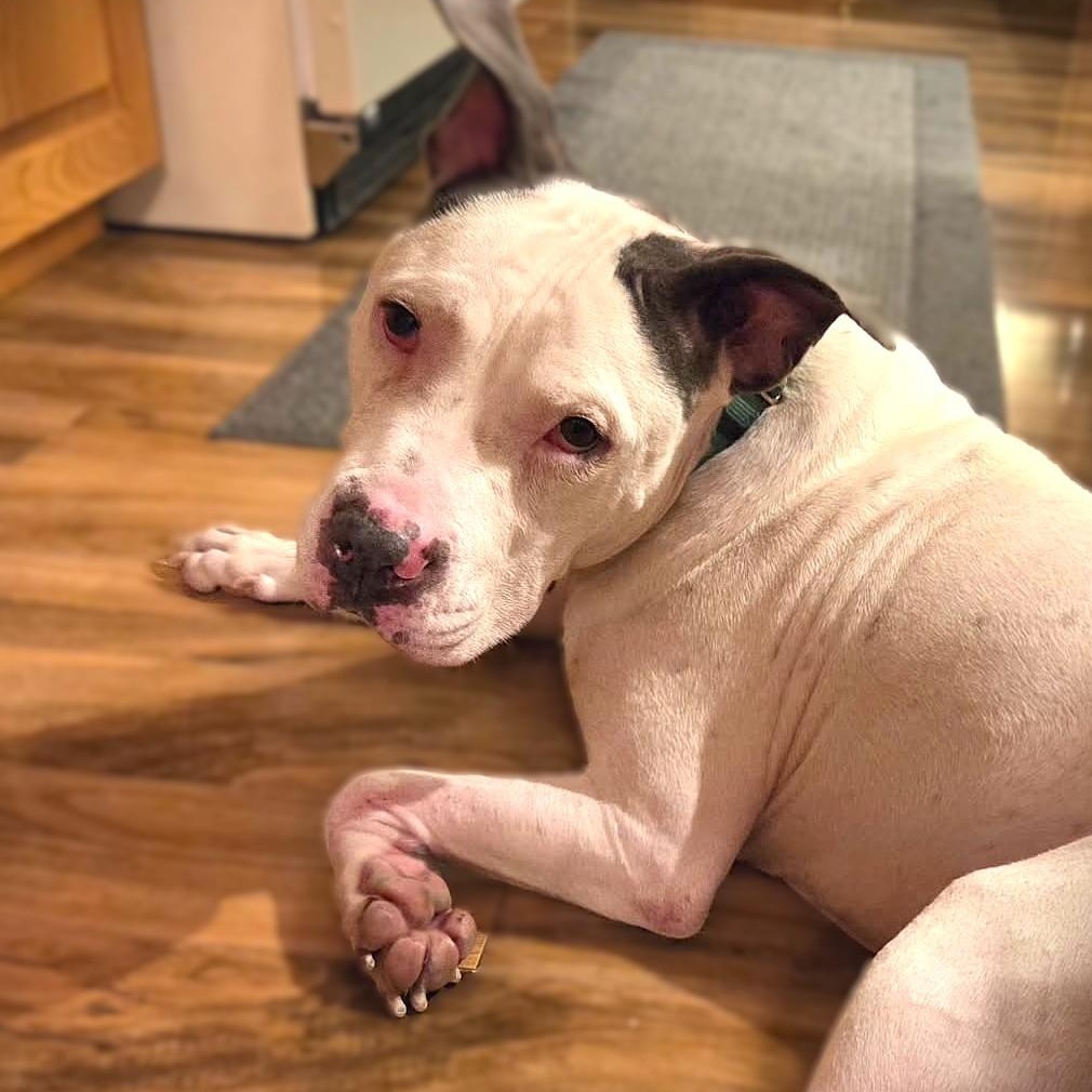 Enlarge CHANCE, a Adoptable mixed breed in Burton, MI image 2/6