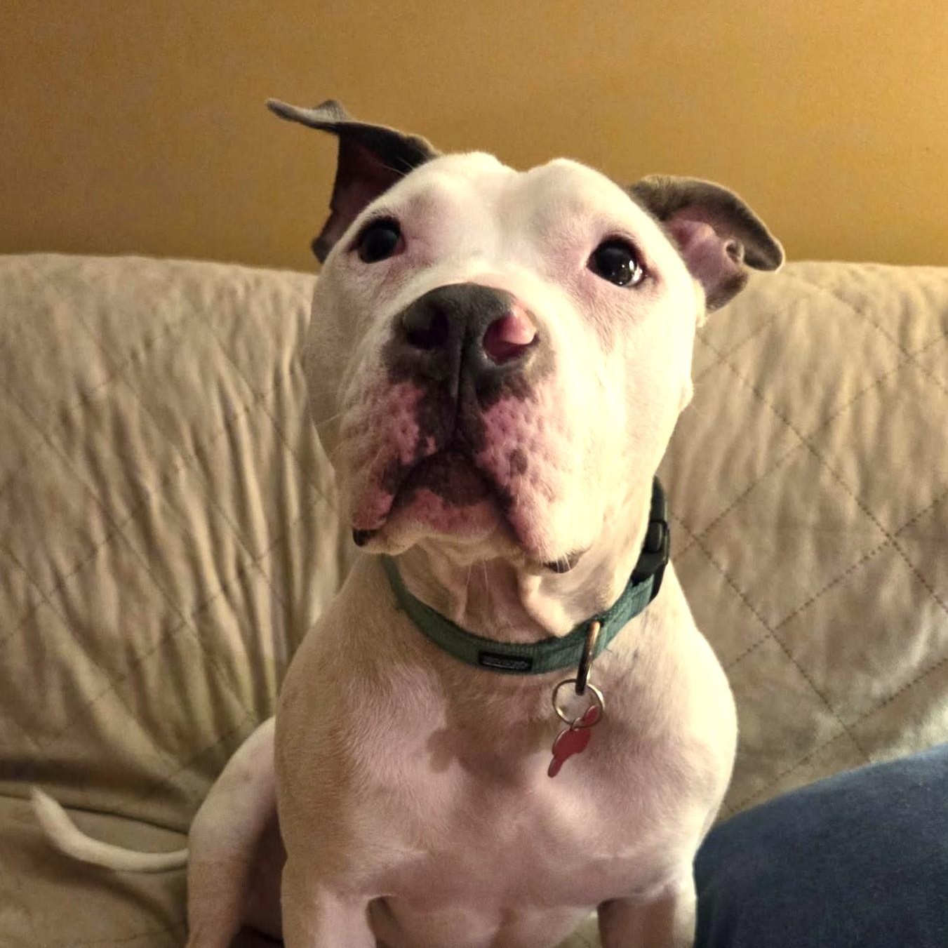 Enlarge CHANCE, a Adoptable mixed breed in Burton, MI image 4/6