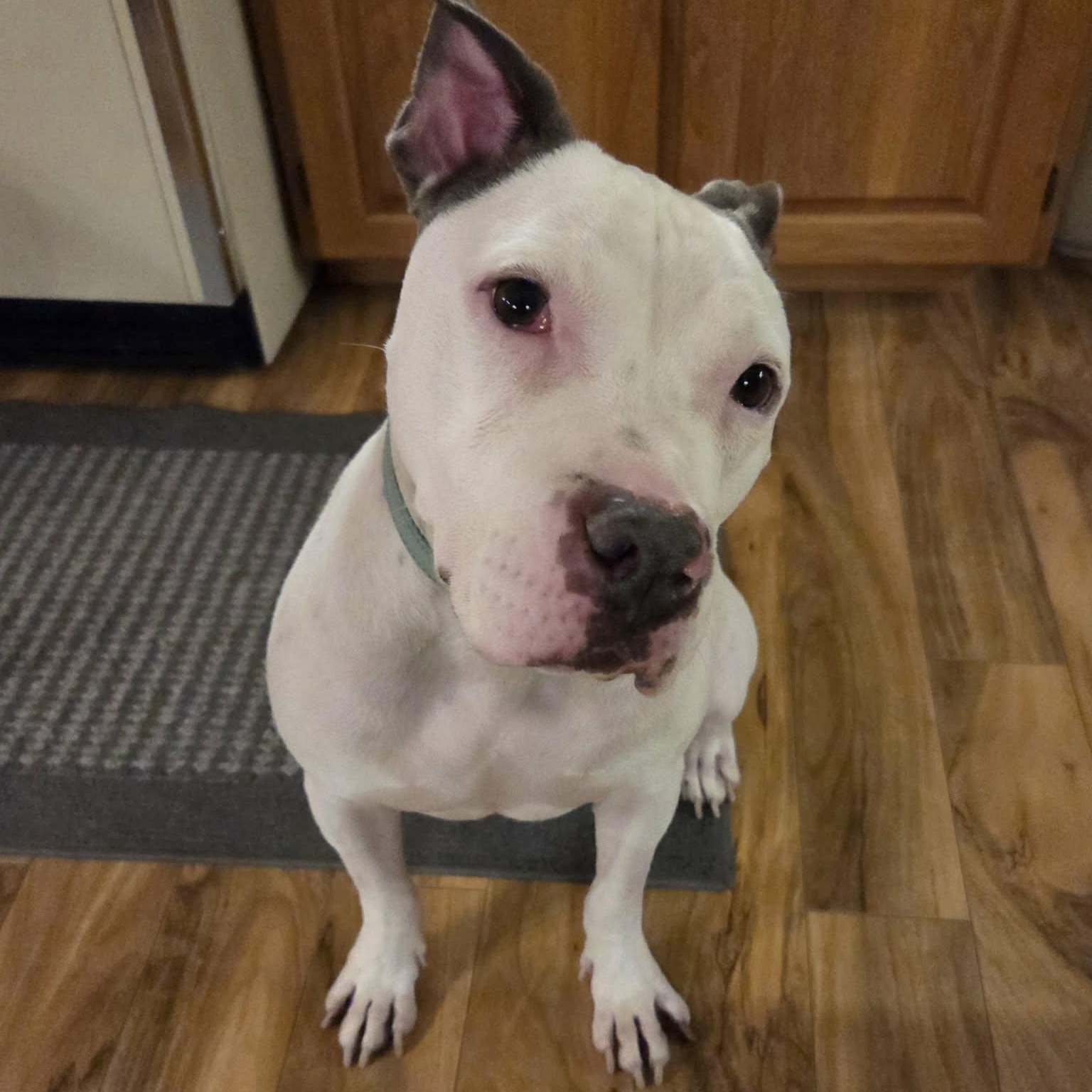 Enlarge CHANCE, a Adoptable mixed breed in Burton, MI image 5/6