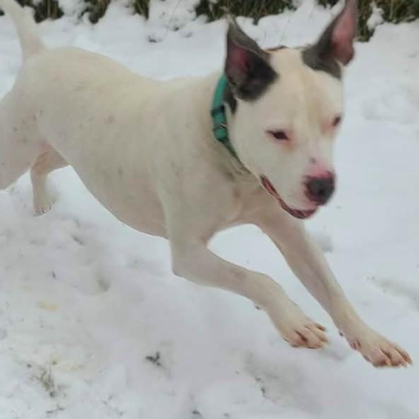 Enlarge CHANCE, a Adoptable mixed breed in Burton, MI image 3/6