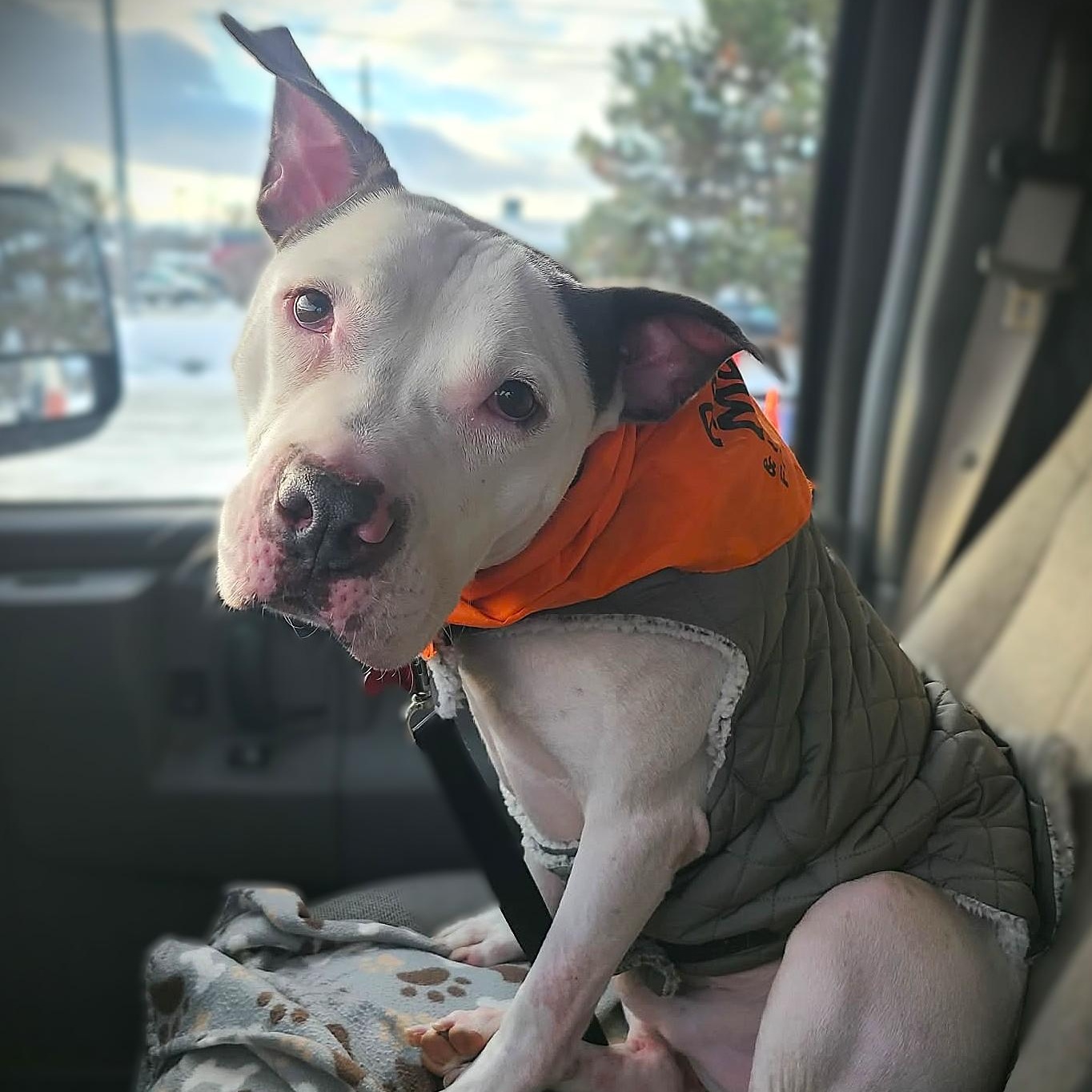 Enlarge CHANCE, a Adoptable mixed breed in Burton, MI image 1/6