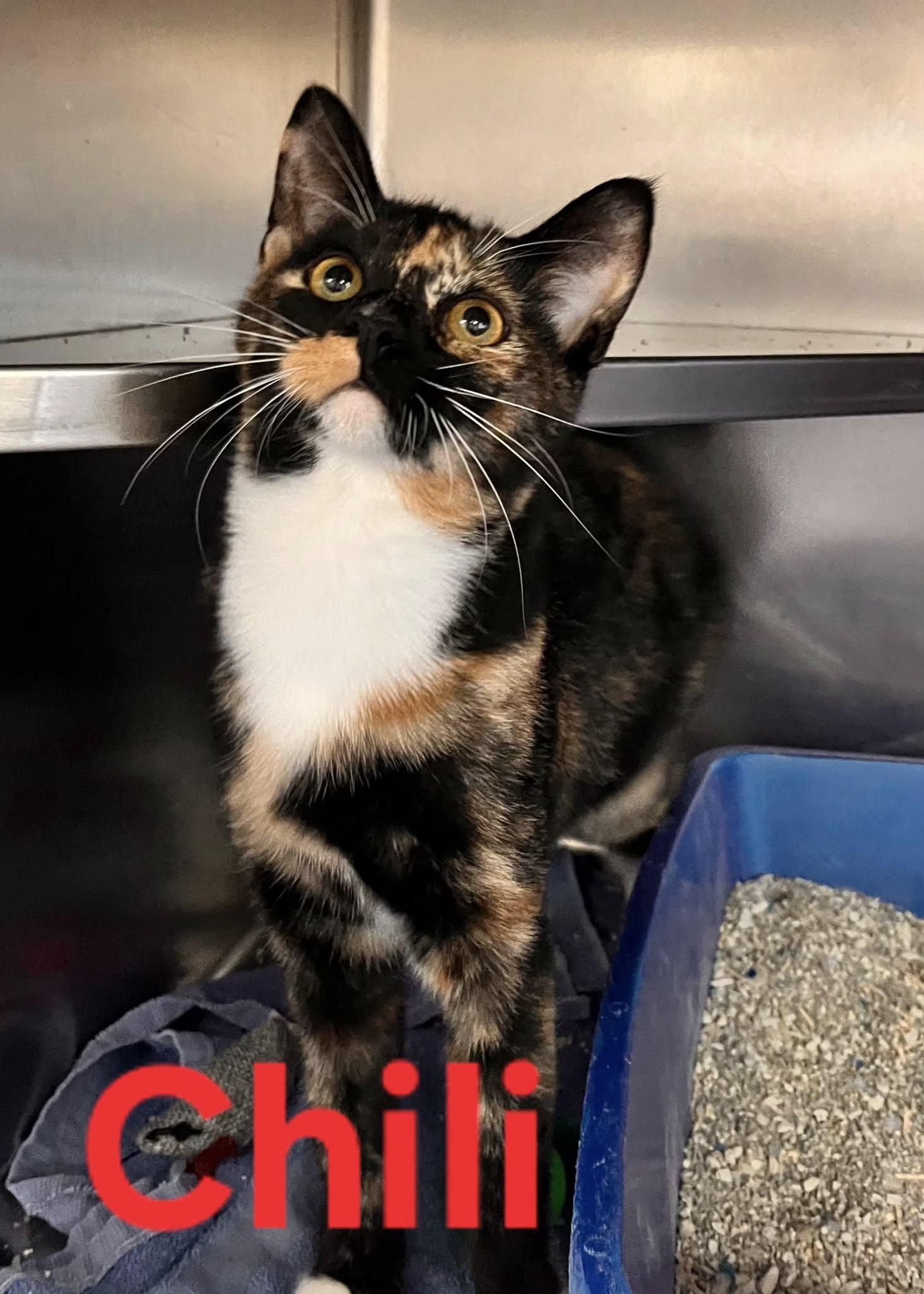 Chili and Poblano, a Adoptable mixed breed in Martinsburg, WV image 1/2