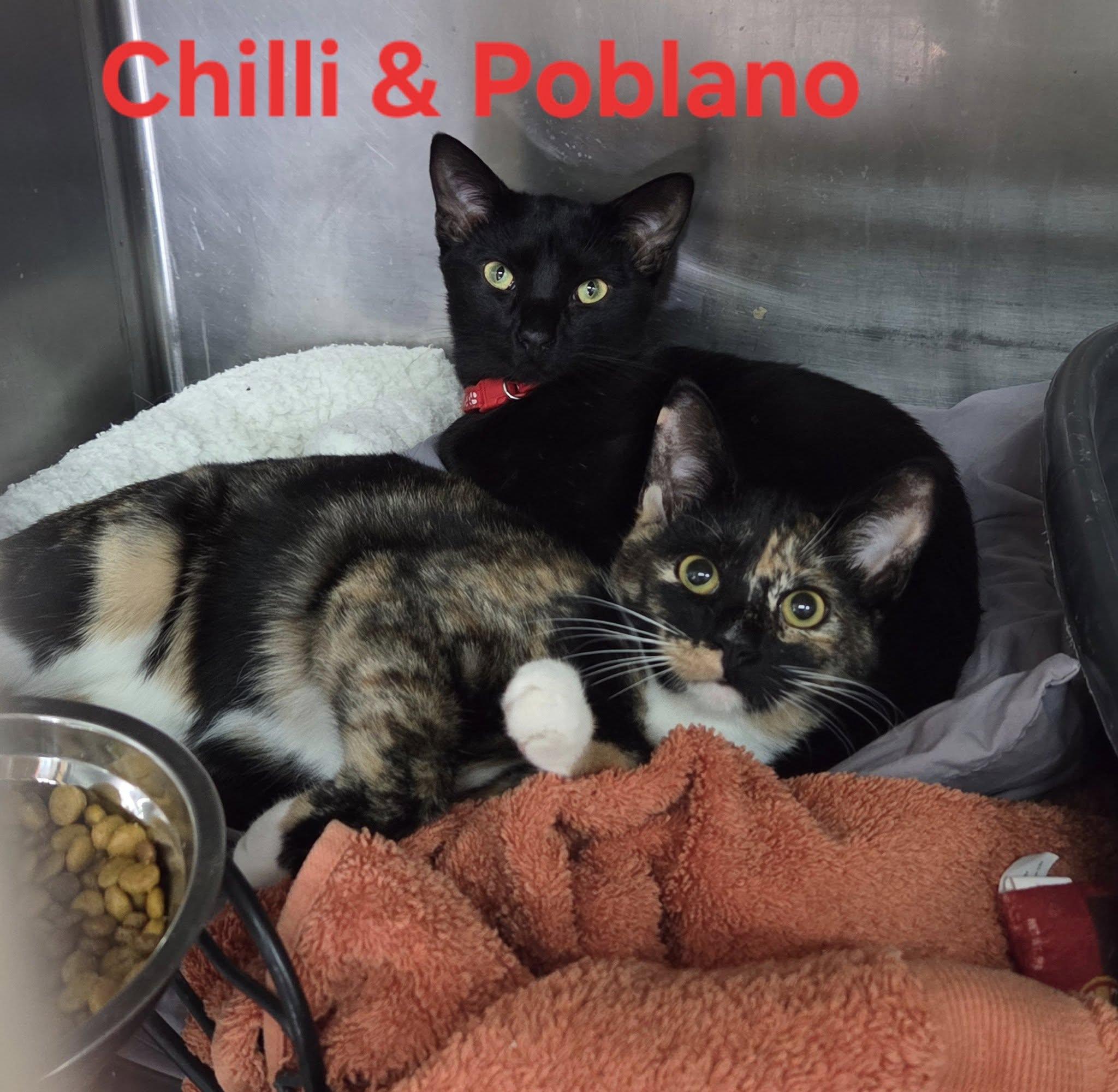 Chili and Poblano, a Adoptable mixed breed in Martinsburg, WV image 2/2