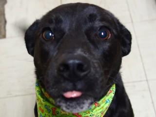 Jett, a Adoptable mixed breed in Anaconda, MT image 3/6