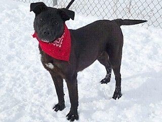 Jett, a Adoptable mixed breed in Anaconda, MT image 6/6
