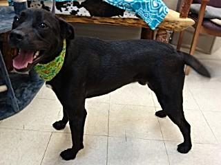 Jett photo 4