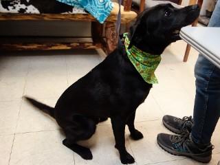 Jett, a Adoptable mixed breed in Anaconda, MT image 2/6