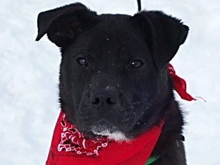 Jett, a Adoptable mixed breed in Anaconda, MT image 5/6