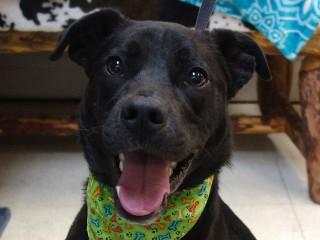 Jett, Young Male Labrador Retriever
