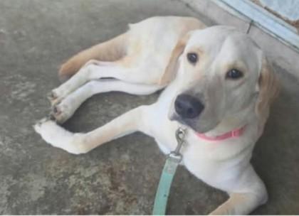 Marley, Adoptable, Adult Female Yellow Labrador Retriever.