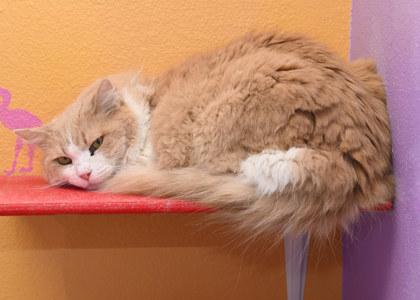 Dina (In a foster home), Adoptable, Senior Female Domestic Long Hair & Domestic Short Hair.