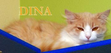 Dina (In a foster home), Adoptable, Senior Female Domestic Long Hair & Domestic Short Hair.