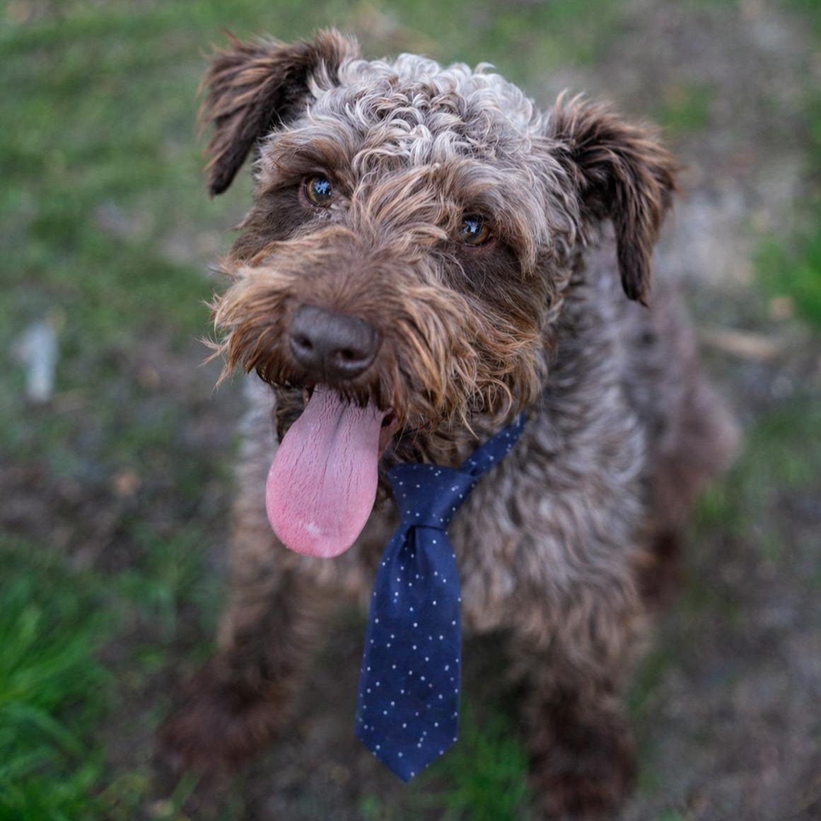 Enlarge Marvel , an adopted Schnauzer in Dalton, GA image 2/3