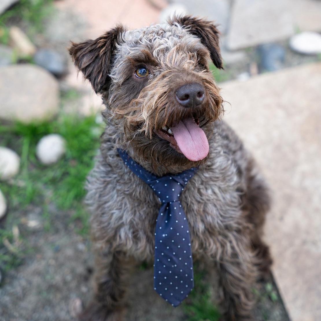 Marvel , adopted, Young Male Schnauzer.