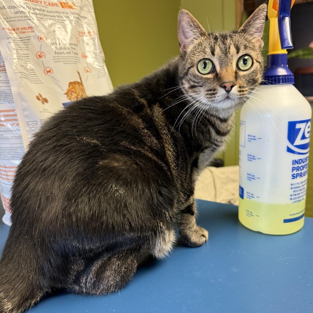 Lilith, Adoptable, Adult Female Domestic Short Hair.