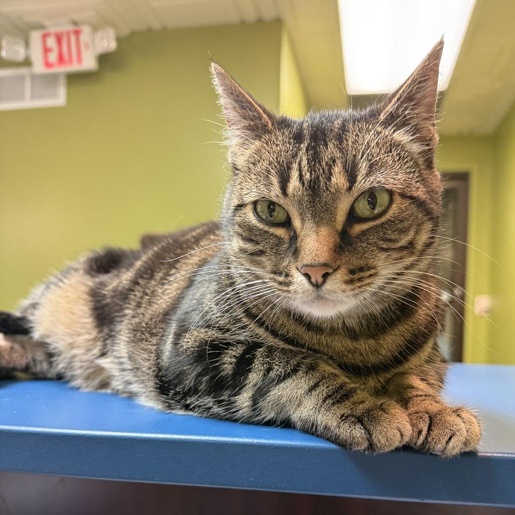 Enlarge Lilith, a Adoptable Domestic Short Hair in Bloomington, IL image 1/6