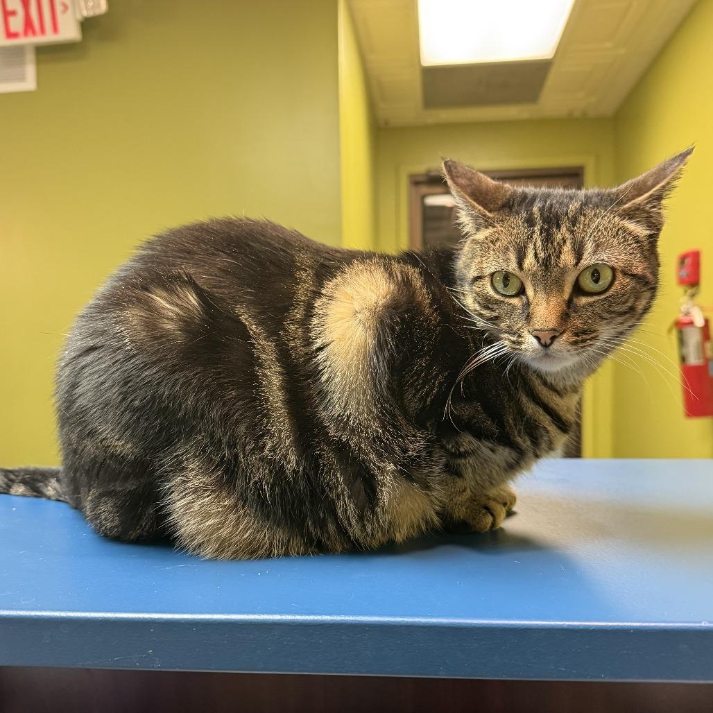 Enlarge Lilith, a Adoptable Domestic Short Hair in Bloomington, IL image 3/6