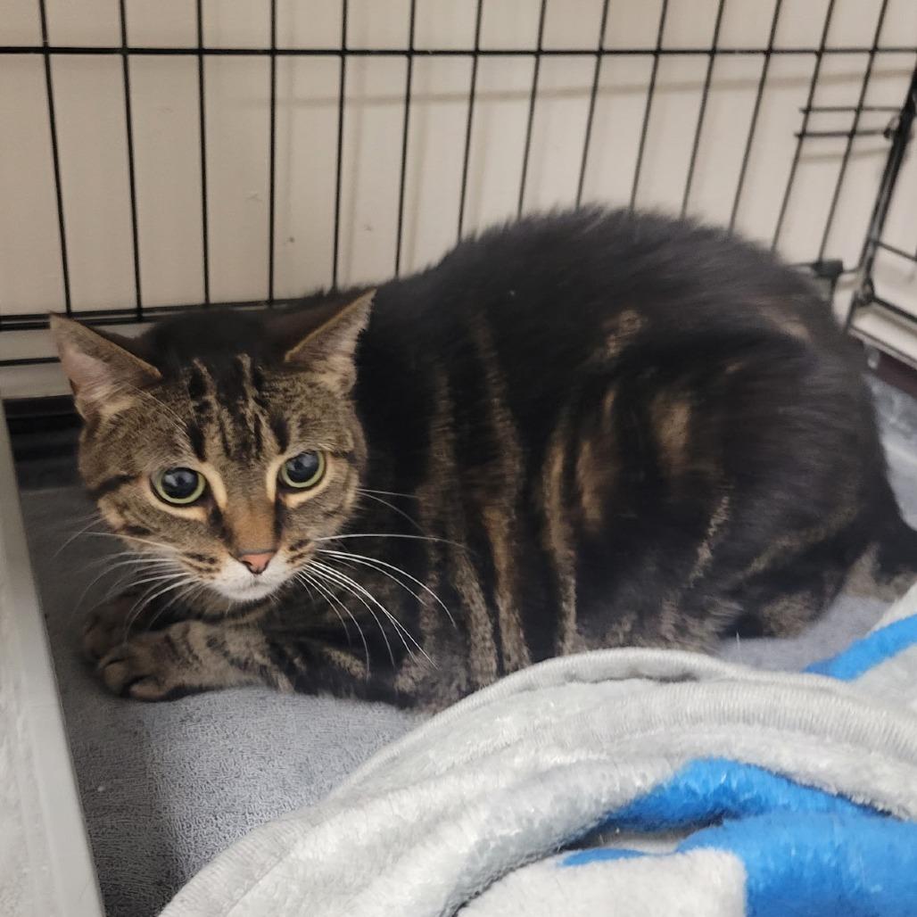 Enlarge Lilith, a Adoptable Domestic Short Hair in Bloomington, IL image 4/6