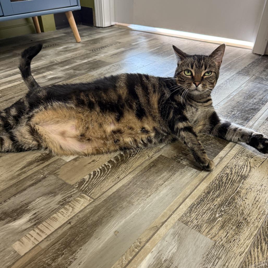 Enlarge Lilith, a Adoptable Domestic Short Hair in Bloomington, IL image 5/6