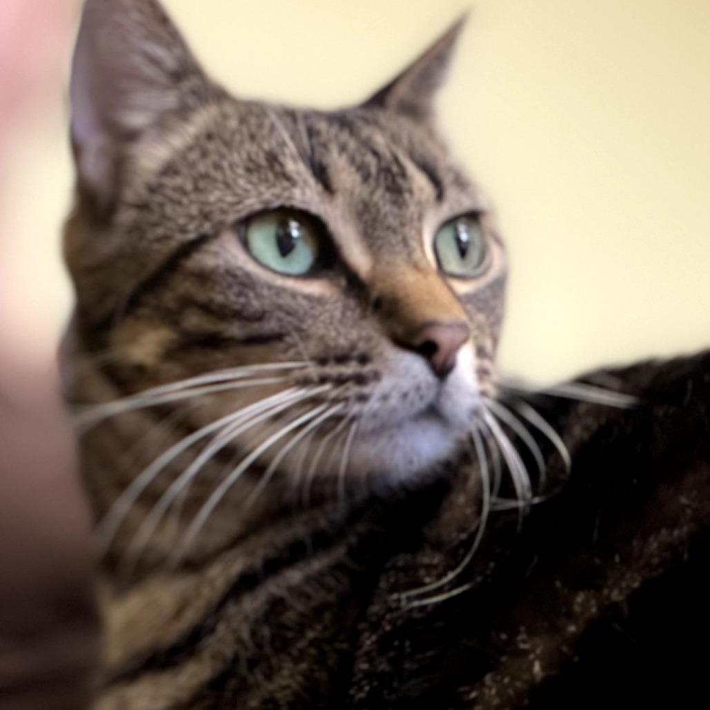 Enlarge Lilith, a Adoptable Domestic Short Hair in Bloomington, IL image 3/6