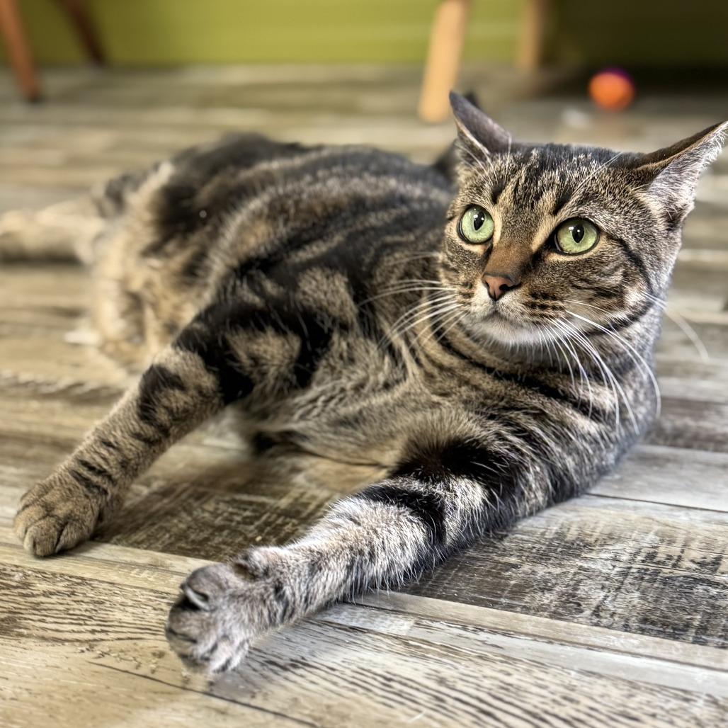 Enlarge Lilith, a Adoptable Domestic Short Hair in Bloomington, IL image 6/6