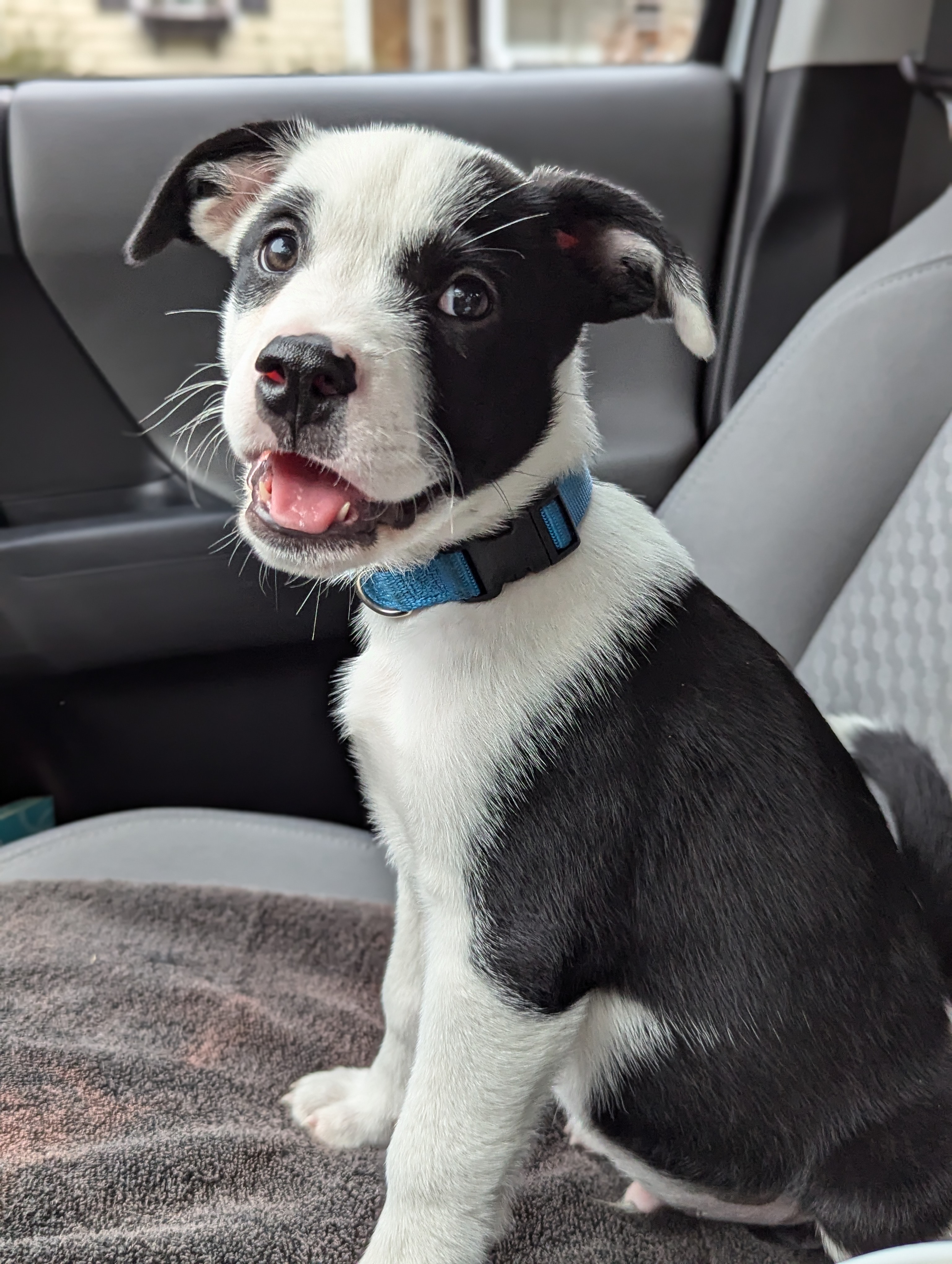Enlarge Panda, a Adopted Border Collie in Bloomingdale, GA image 1/6
