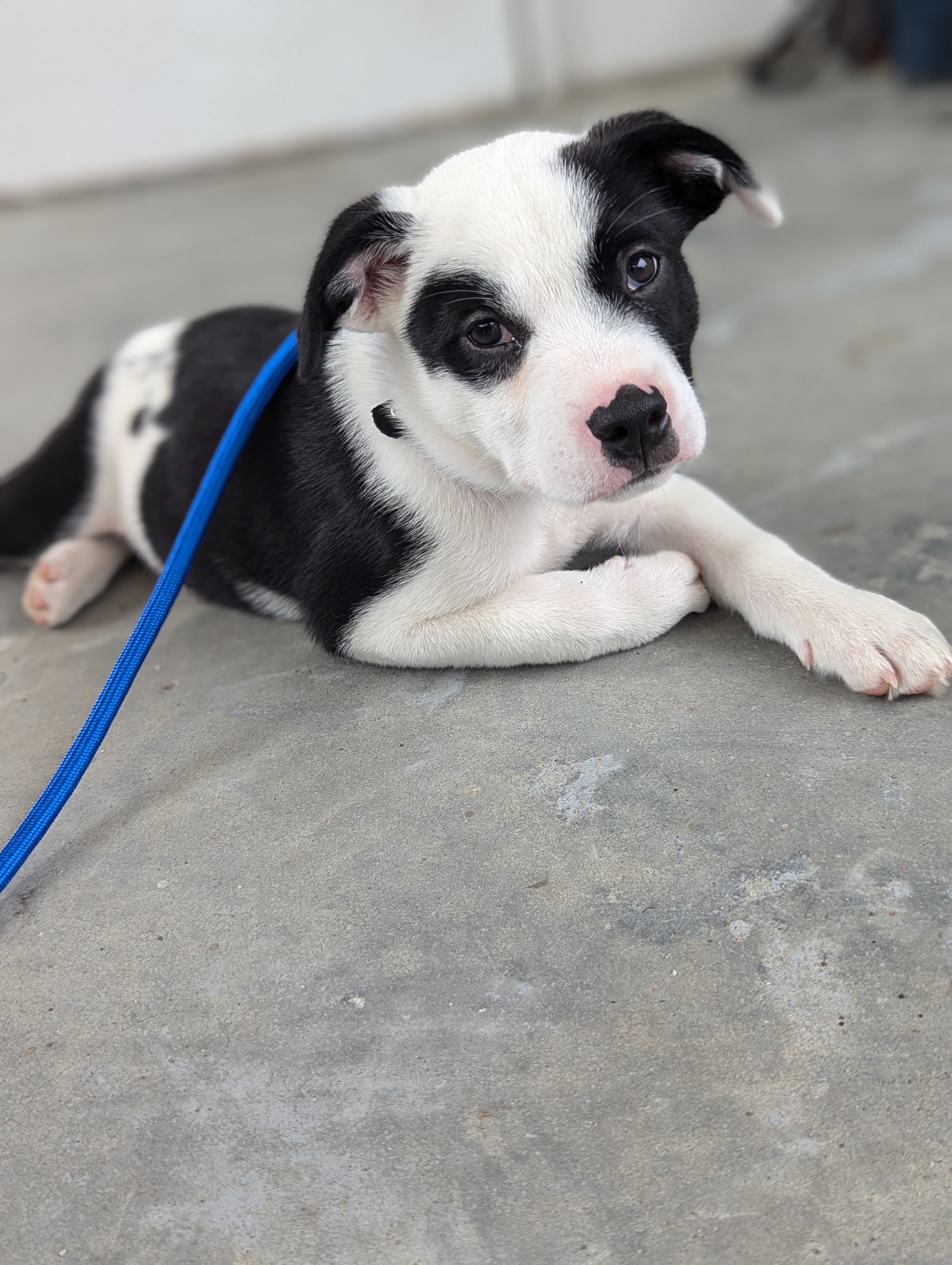 Enlarge Panda, a Adopted Border Collie in Bloomingdale, GA image 2/6