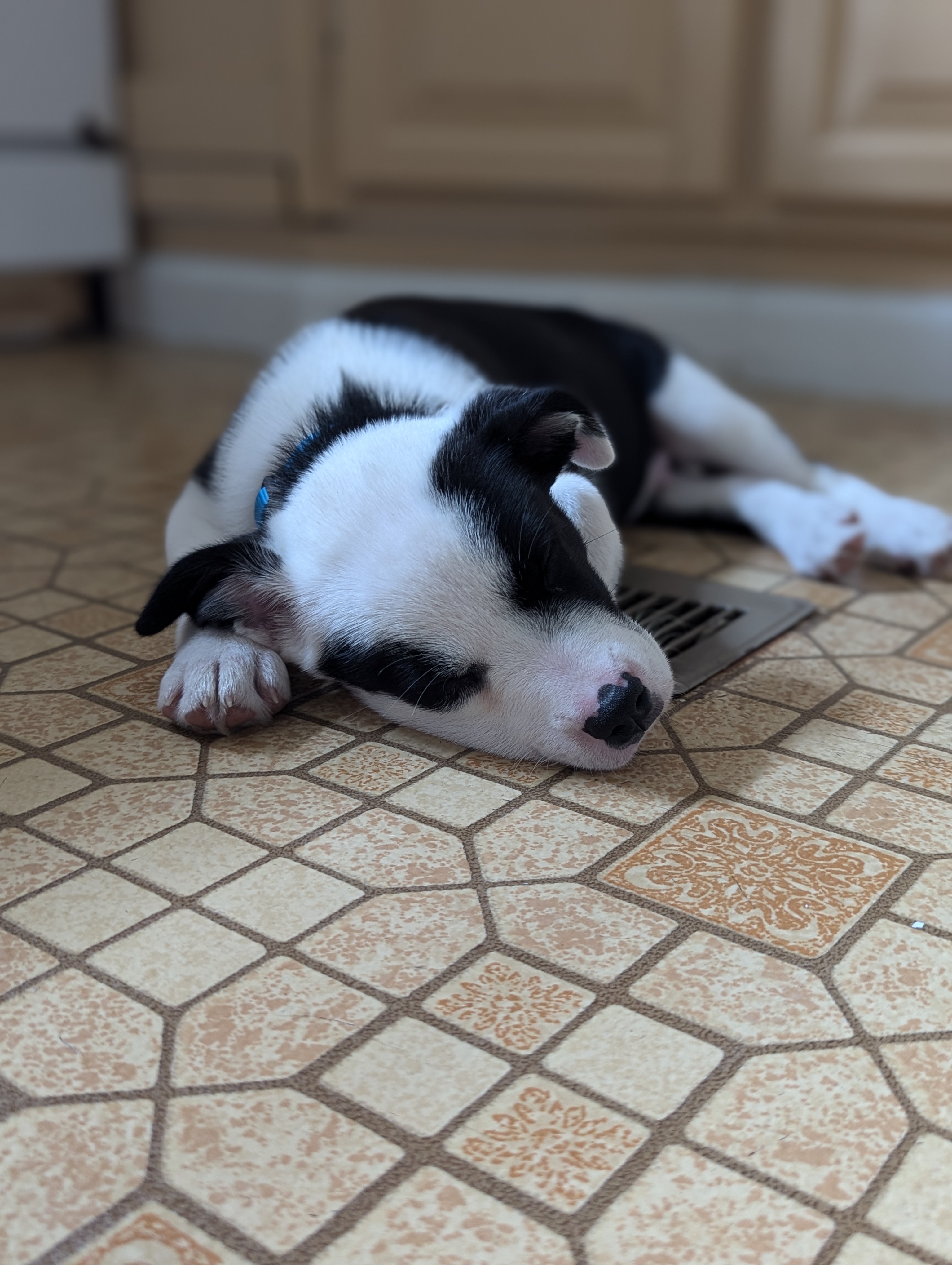 Enlarge Panda, a Adopted Border Collie in Bloomingdale, GA image 3/6