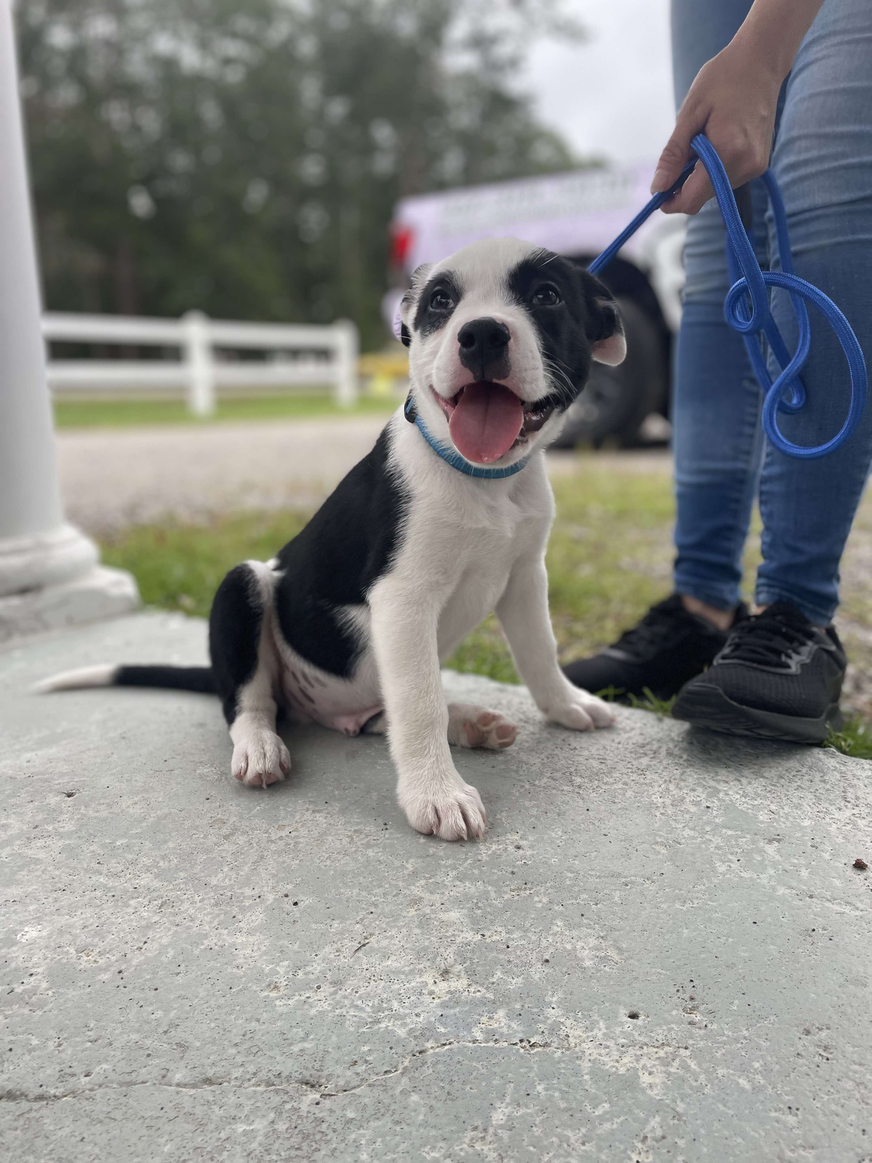 Enlarge Panda, a Adopted Border Collie in Bloomingdale, GA image 4/6