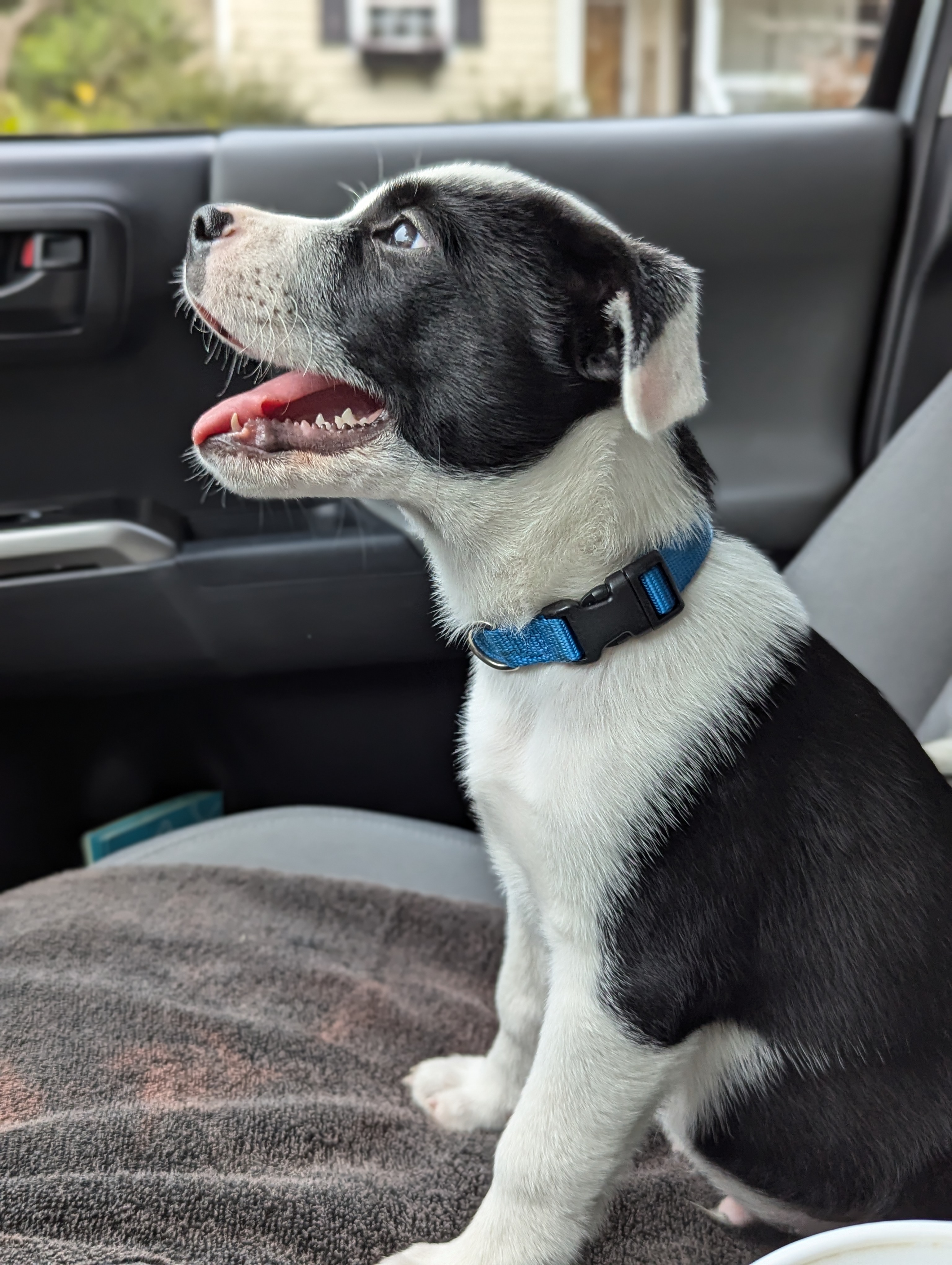 Enlarge Panda, a Adopted Border Collie in Bloomingdale, GA image 5/6