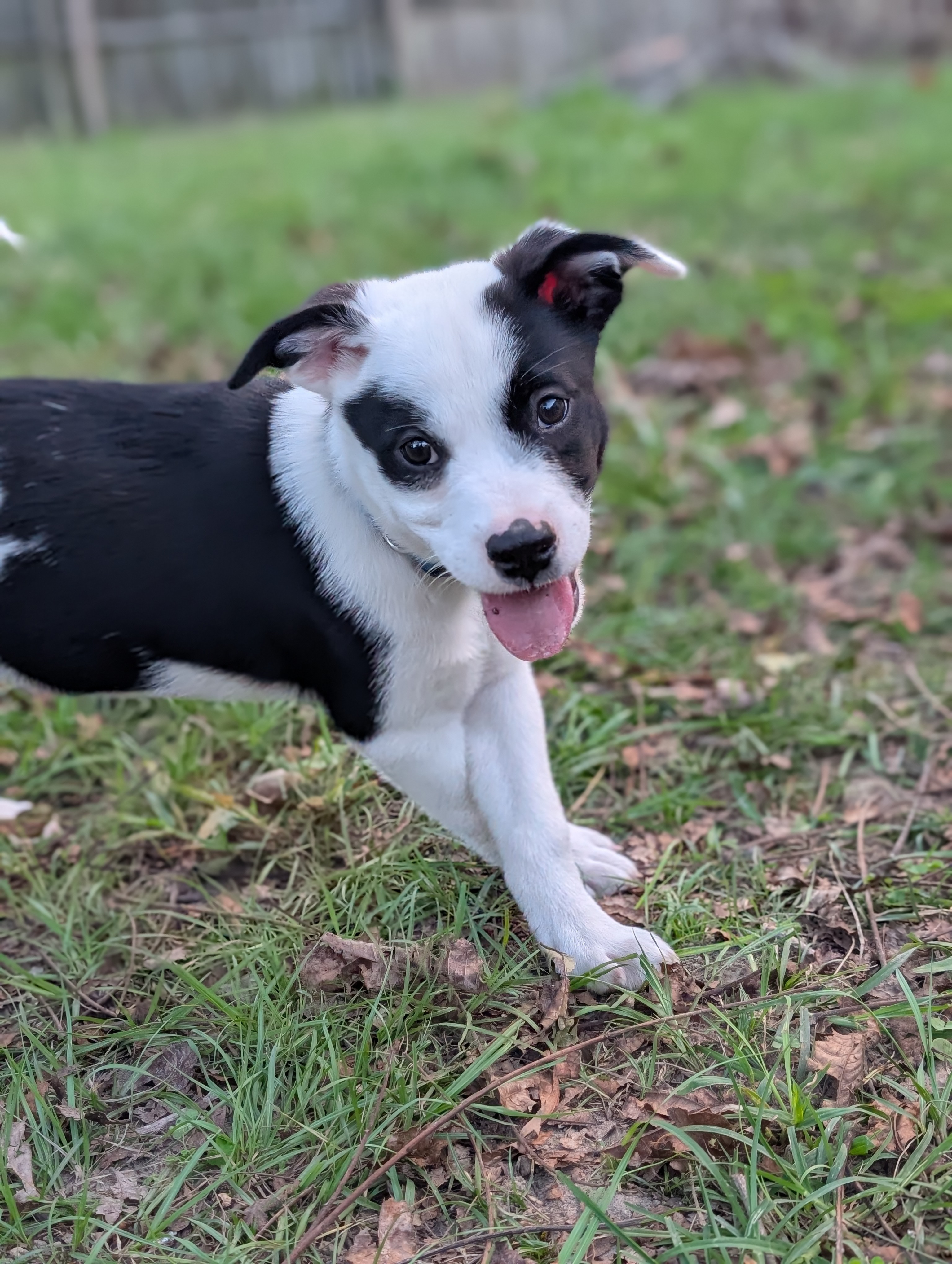 Enlarge Panda, a Adopted Border Collie in Bloomingdale, GA image 6/6
