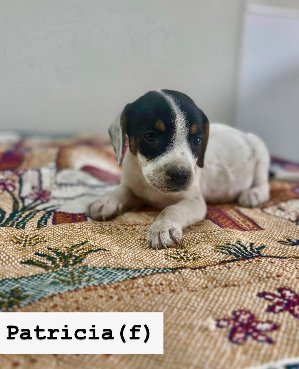 Enlarge Patricia , a ADOPTABLE mixed breed in South Amboy, NJ image 1/1