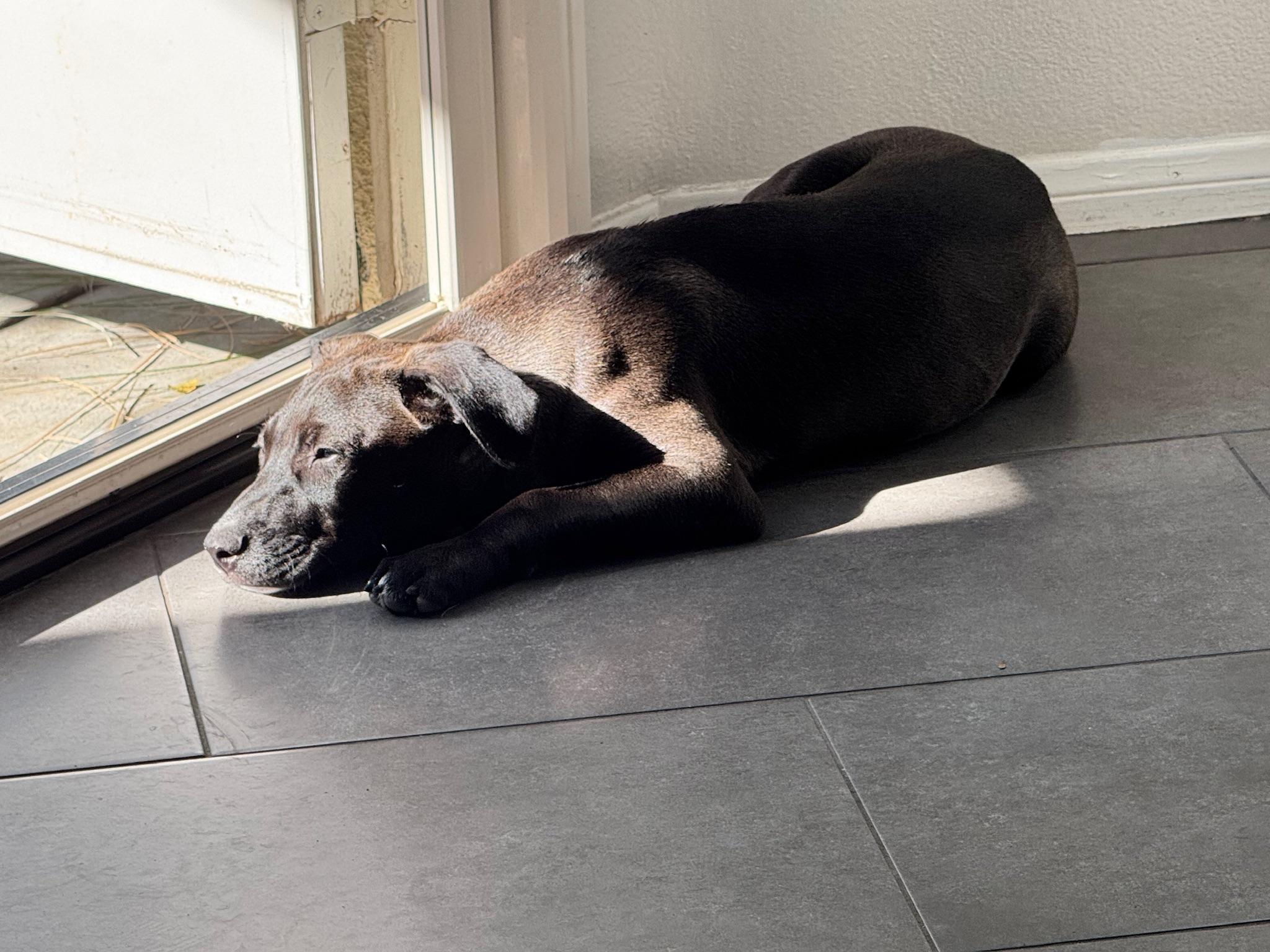 Enlarge Caleb, an adopted mixed breed in Escondido , CA image 5/6