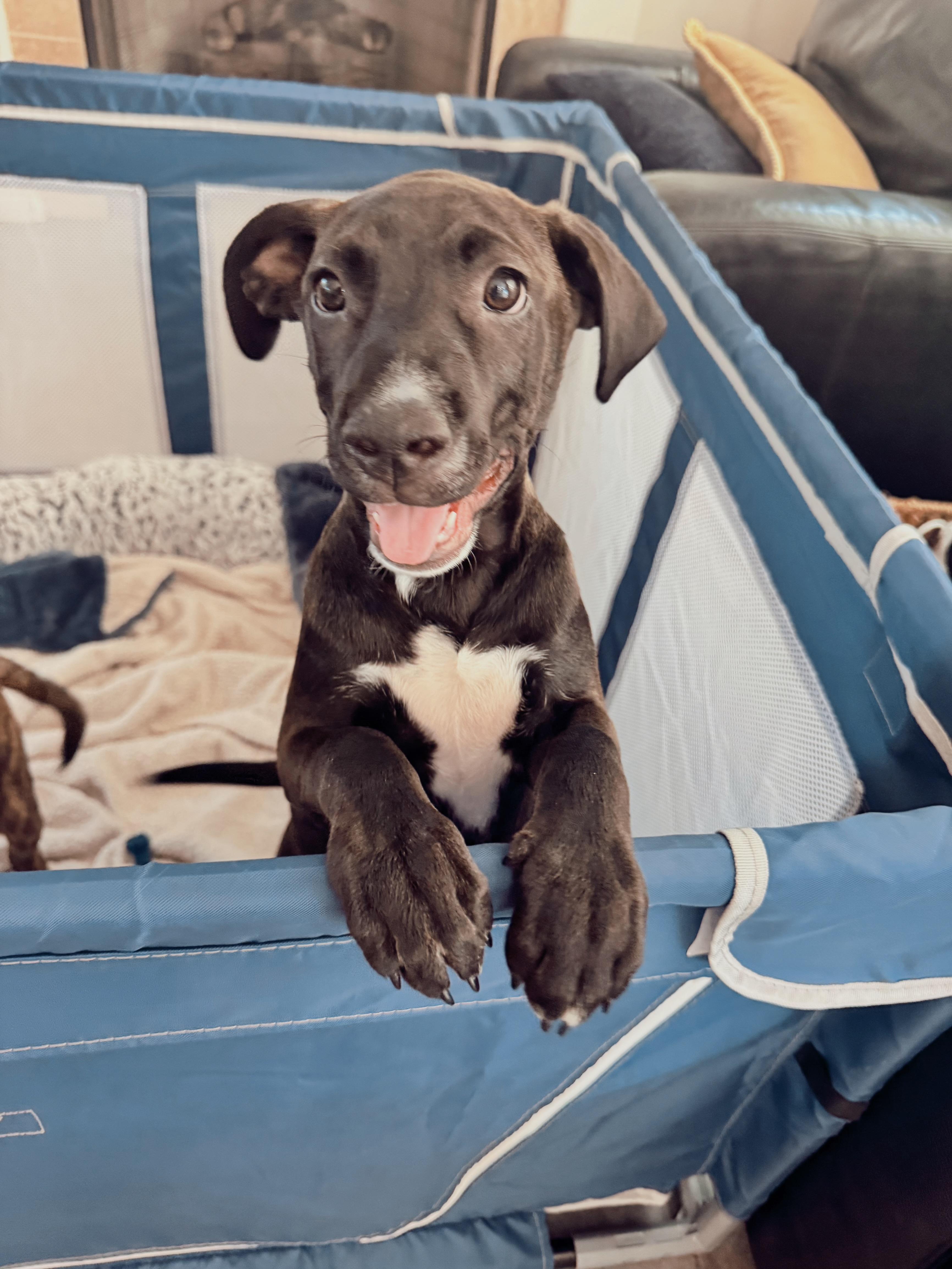 Enlarge Caleb, an adopted mixed breed in Escondido , CA image 2/6
