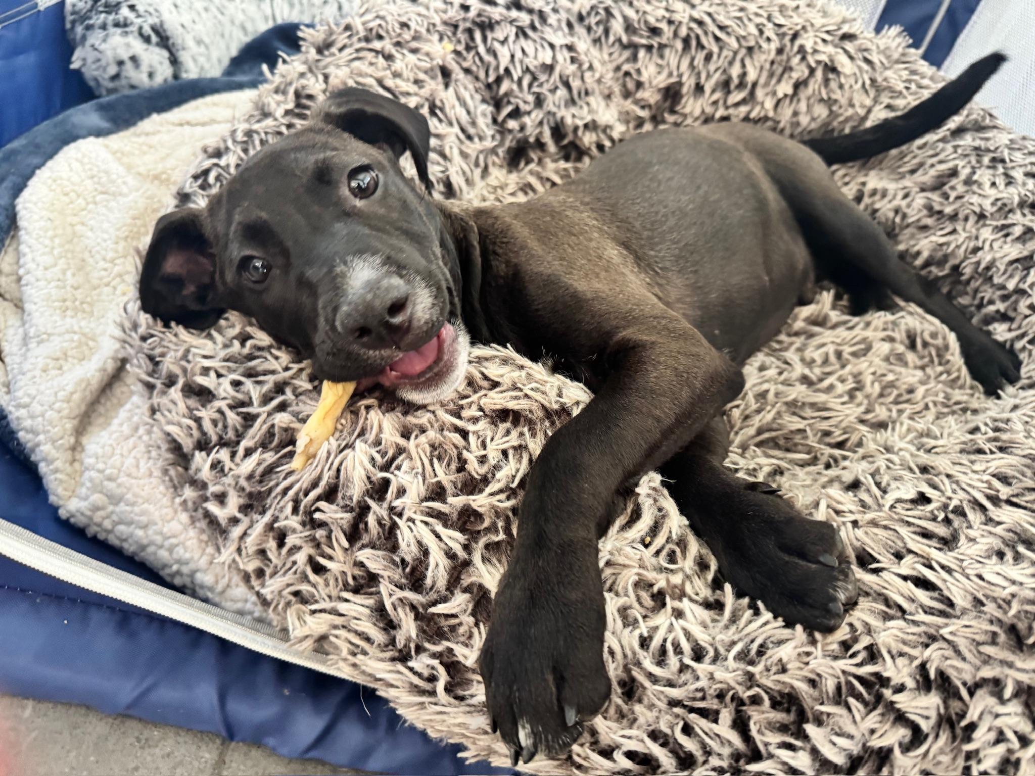 Enlarge Caleb, an adopted mixed breed in Escondido , CA image 1/6