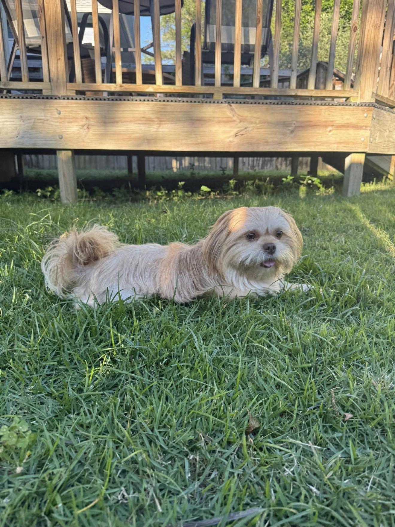 Ruby, an adopted Lhasa Apso in Milton, FL image 2/6