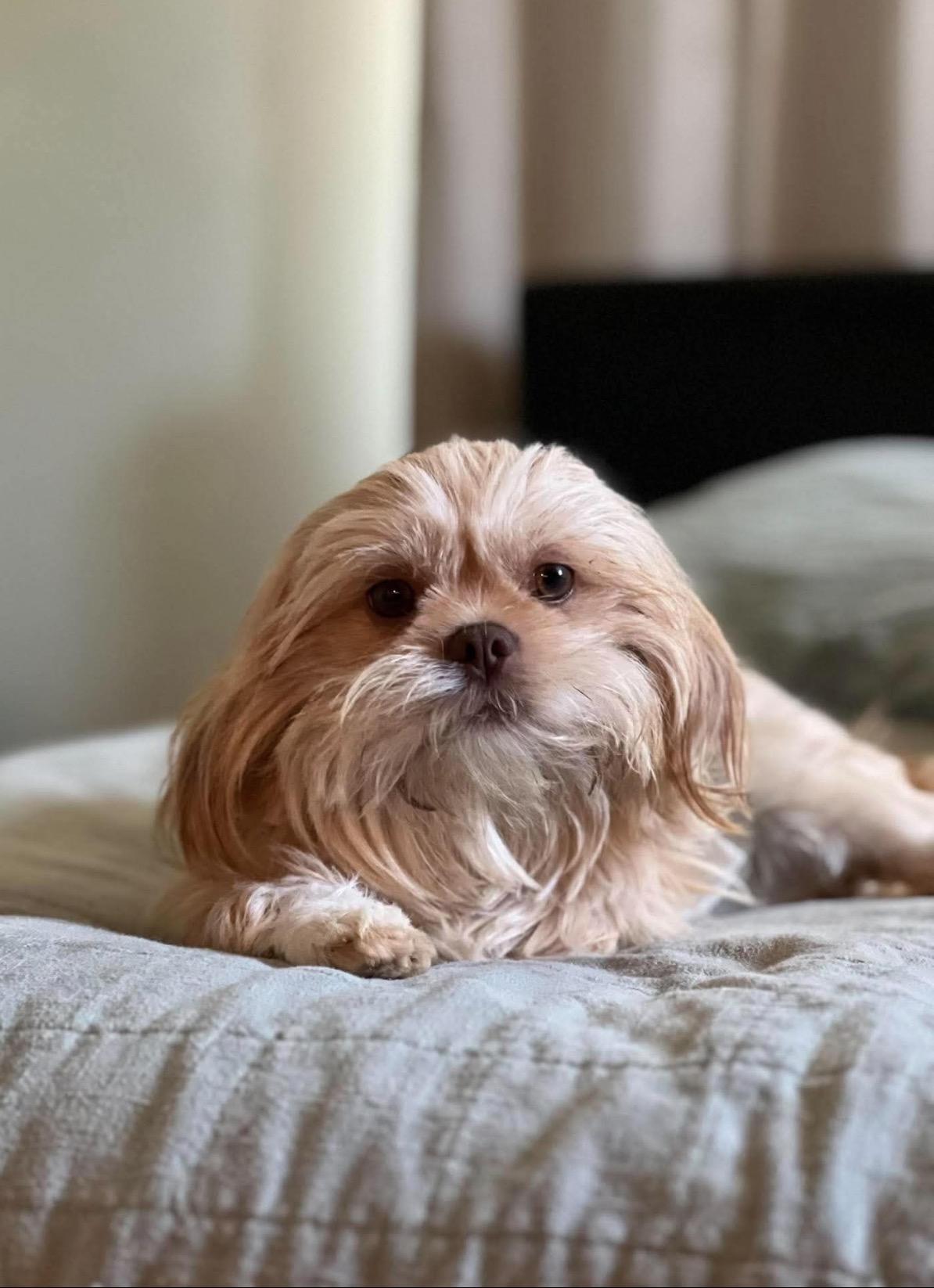 Ruby, adopted, Young Female Lhasa Apso.