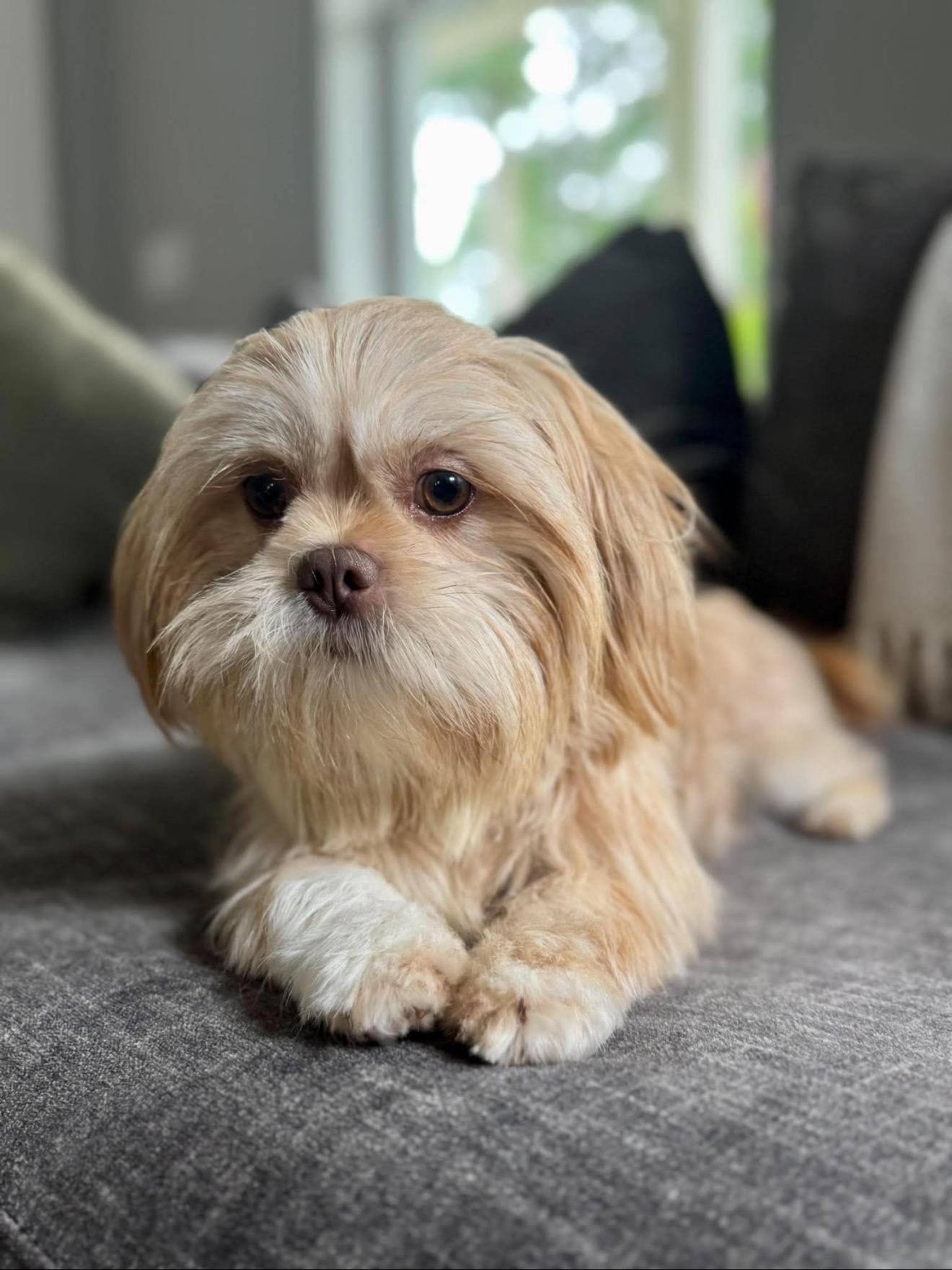 Ruby, an adopted Lhasa Apso in Milton, FL image 3/6