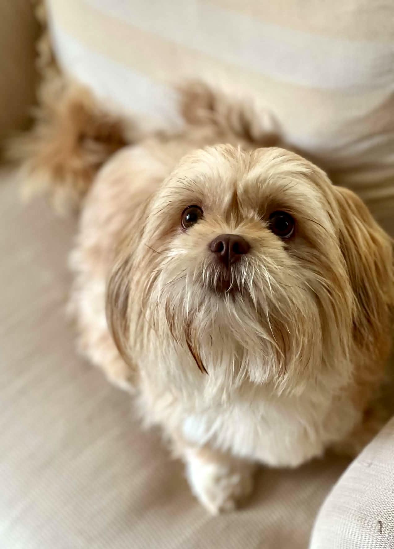 Ruby, an adopted Lhasa Apso in Milton, FL image 5/6