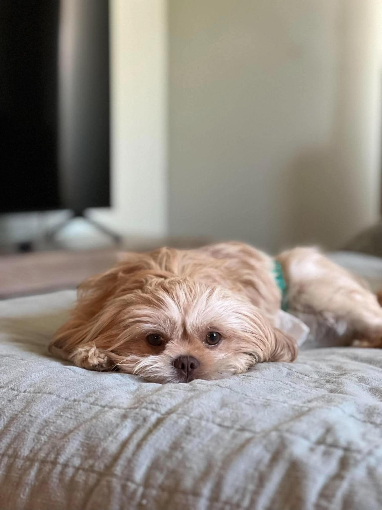Ruby, an adopted Lhasa Apso in Milton, FL image 4/6