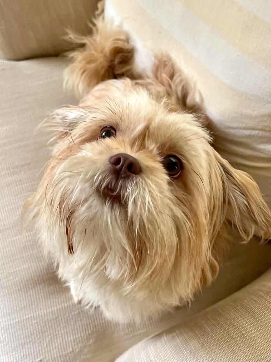Ruby, an adopted Lhasa Apso in Milton, FL image 6/6