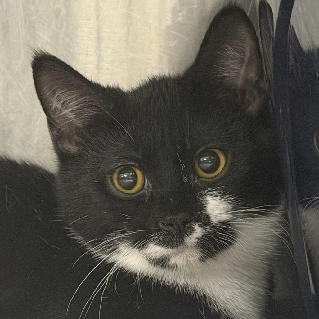 Enlarge Bodhi, a Adoptable Domestic Short Hair in Marion, VA image 1/1