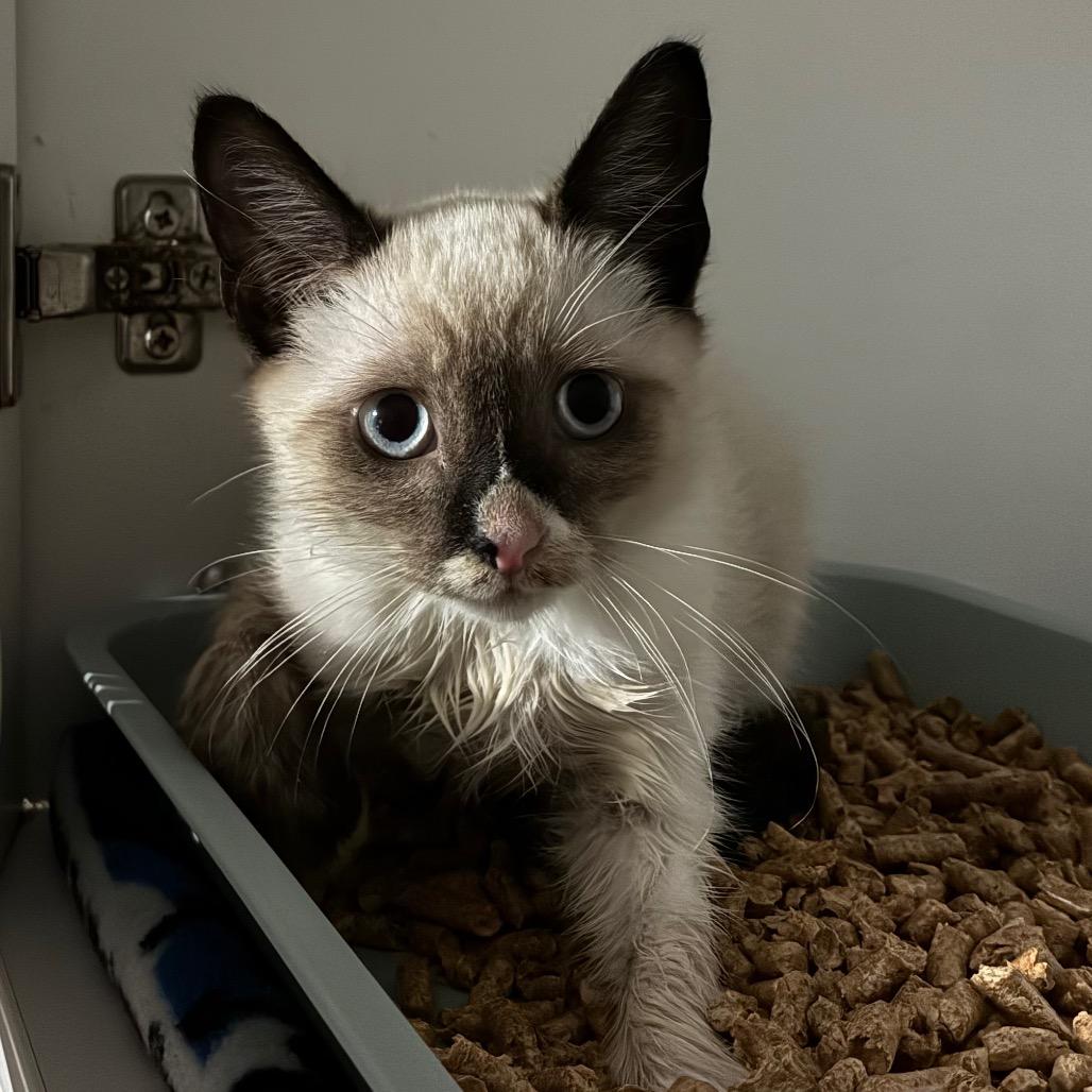 Mr. Bones, Adoptable, Kitten Male Snowshoe & Siamese.