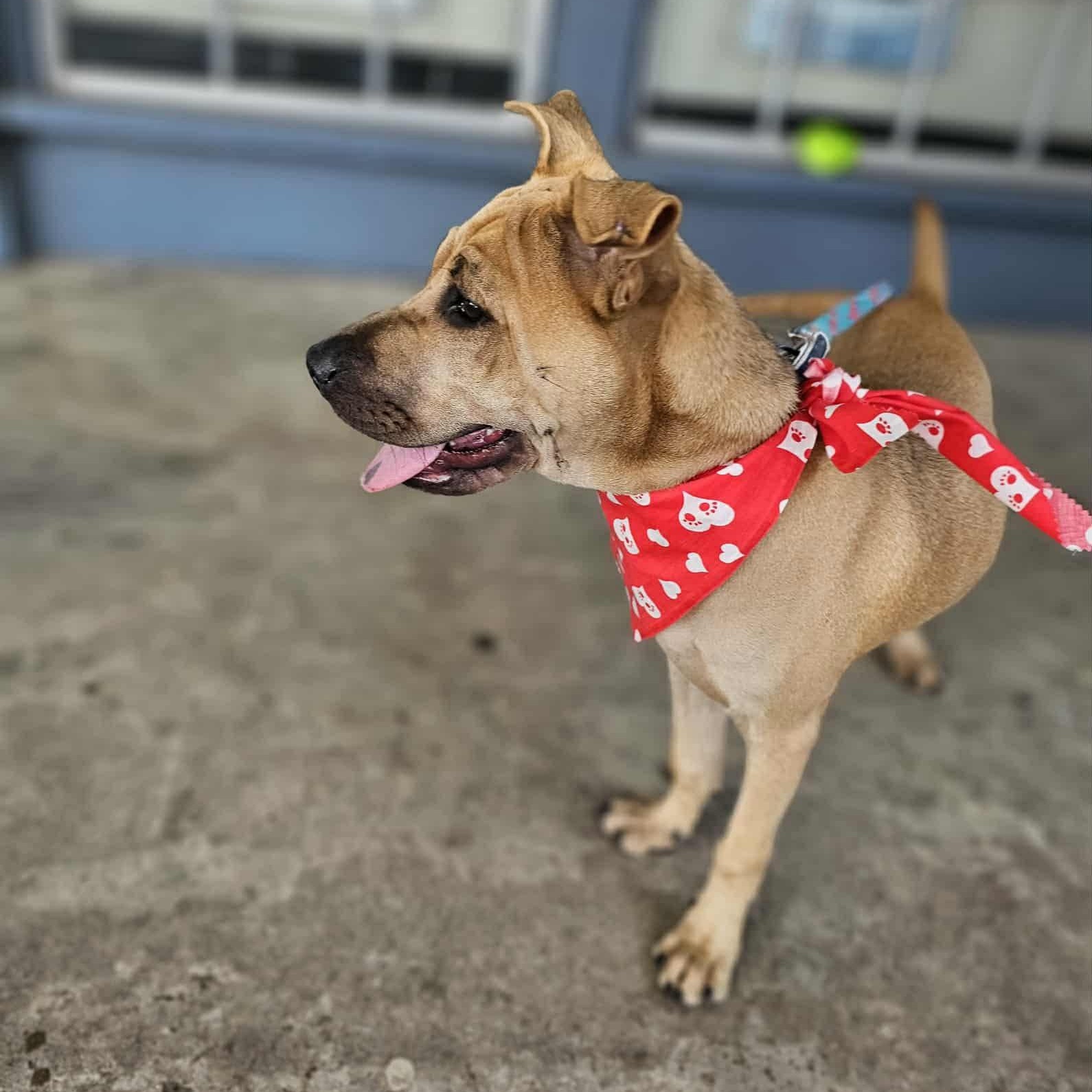 Enlarge Paulette, a ADOPTABLE Mixed Breed in Penfield, NY image 6/6