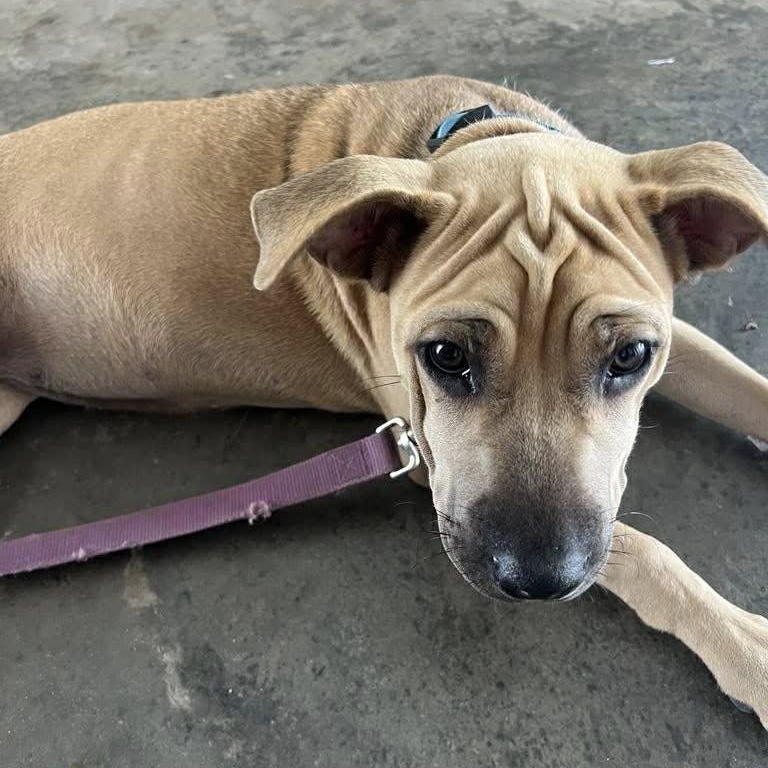 Enlarge Paulette, a ADOPTABLE Mixed Breed in Penfield, NY image 2/6